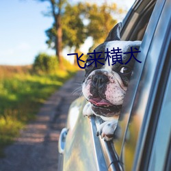 飞来(來)横犬