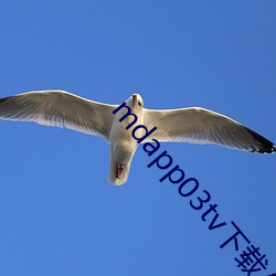 mdapp03tv下载APP