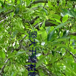 警犬(犬)干警花(花)娜娜