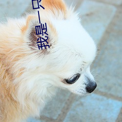 我是一只假奧特曼