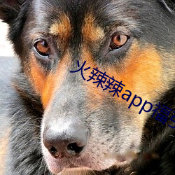 appƽ ͽ