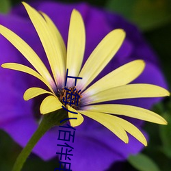 上海八佰伴(伴)电影院