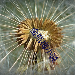 金瓶梅小说