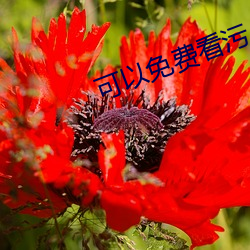 可以免費看汙App
