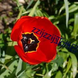 zzijzzijձ