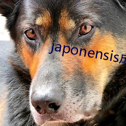 japonensis成熟大豆