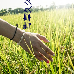 青草久久(jiǔ)人人(rén)超(chāo)碰97