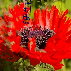 《男生和女生差差差30分电视剧轮滑免费》免费不卡在线观看