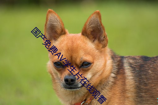 国产免(miǎn)费(fèi)AV学生片在线观(guān)看