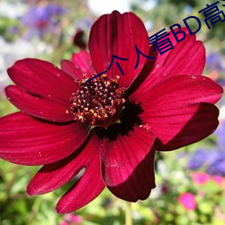 一个人看BD高清