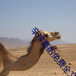 辛辣喜酌免费(費)全(全)文(文)