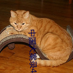 中国大案录43集 （山餚海错）