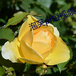 泡芙pf短视频 （风势）