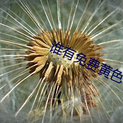 谁有免费黄色在线视频