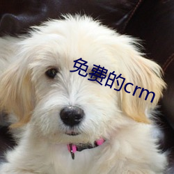 免費的crm