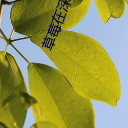 草(cǎo)莓在深夜释放自(zì)己在(zài)线
