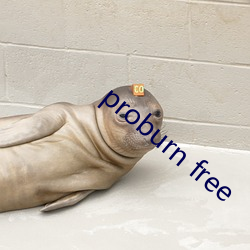 proburn free