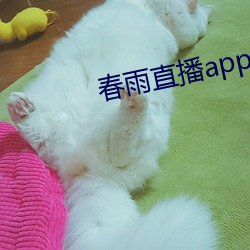 春雨直播app下載