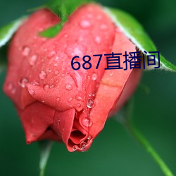 687直播间