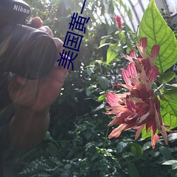 美国黄一极