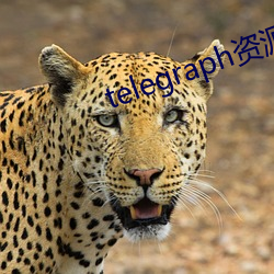 telegraph资源群