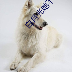 白(白)月(月)光她不奉陪(陪)了