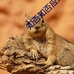 知否知否应是绿肥红瘦全集