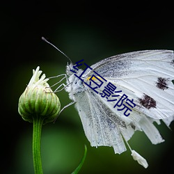 红豆(豆)影院