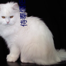 侍奉情侣主(zhǔ)vk