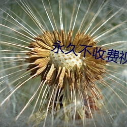 永久不(不)收费视(視)频聊天