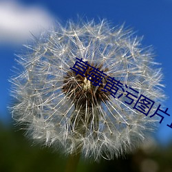 草莓黃汙圖片18禁