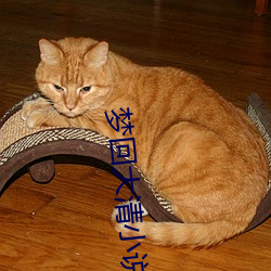 夢回大清小說