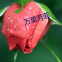 万里芳菲