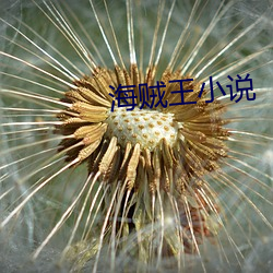 海贼王小说 （转关系）