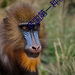 帝国第一种植大师