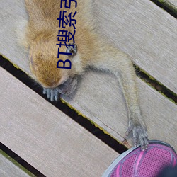 BT搜索引擎