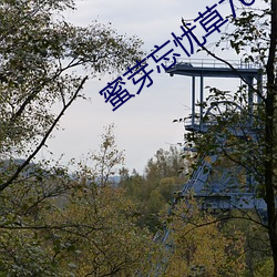 蜜芽忘忧草768二区老狼