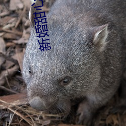 新婚甜心是同事電視劇免費