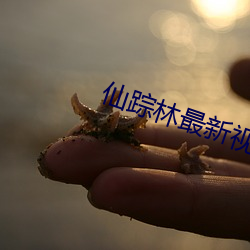 仙蹤林最新視頻歡迎您在線