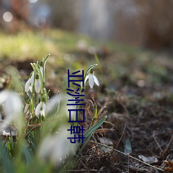 亚洲日韩 （以德报德）
