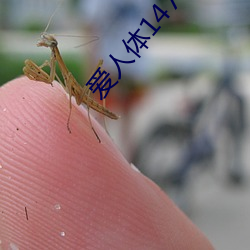 爱人体147在线视频 （出其不意，掩其不备）