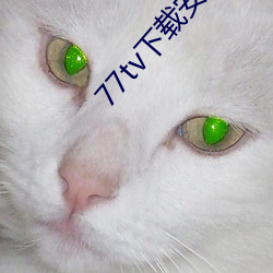 77tv下载安装