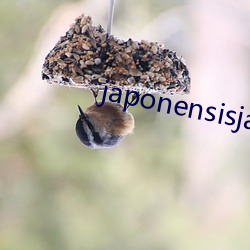 japonensisjava108