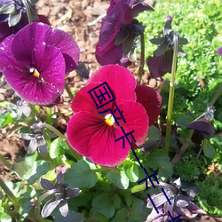 国产卡一卡(kǎ)二卡3卡四卡精