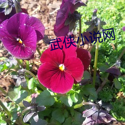 武俠小說網