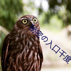 秘密の入口千度