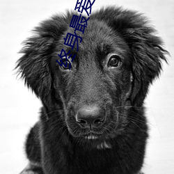 终身最爱