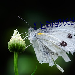 《上(shàng)司部(bù)长出轨漂(piāo)亮(liàng)人妻》