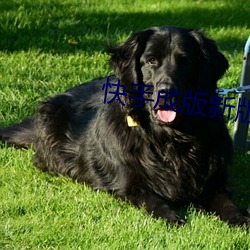 快手成版新(新)版(版)本(本)