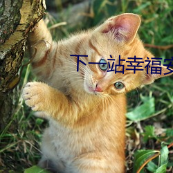 下(xià)一(yī)站幸福安以(yǐ)轩台湾